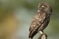 The little owl, nocturnal raptors, Athene noctua Royalty Free Stock Photo