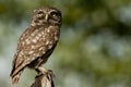 The little owl, nocturnal raptors, Athene noctua, perched on a log where the mouse hunts and small insects Royalty Free Stock Photo