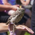 Little owl owlet sitting on female hand Royalty Free Stock Photo