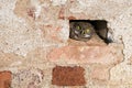 The little owl peeking out of a hole in a brick wall Royalty Free Stock Photo