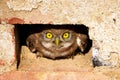 The little owl peeking out of a hole in a brick wall Royalty Free Stock Photo