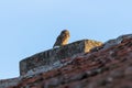 Little Owl Peeking Over Rustic Wall On A Quiet Rooftop With Blue Sky Royalty Free Stock Photo