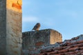 Little Owl Peeking Over Rustic Wall On A Quiet Rooftop With Blue Sky Royalty Free Stock Photo