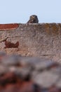 Little Owl Peeking Over Rustic Wall On A Quiet Rooftop With Blue Sky Royalty Free Stock Photo
