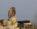 Little owl perched on dry stone wall