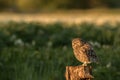 Little owl perched Royalty Free Stock Photo