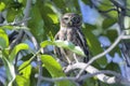 Little Owl perching on Mango tree at El Fayoum