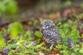 Little owl is posing in the forest looking at the back Royalty Free Stock Photo