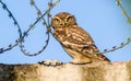 Little owl sits on the fence behind barbed wire Royalty Free Stock Photo