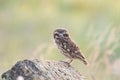 Little owl sits with its back turned in natural habitat. Athene noctua Royalty Free Stock Photo