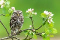 Little owl sitting on a branch of an apple tree Royalty Free Stock Photo