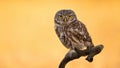 Little owl sitting on a branch with background illuminated by sun in summer Royalty Free Stock Photo