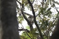 The little owl is sitting on a branch of a tree Royalty Free Stock Photo