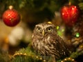 The little owl sitting on a Christmas tree near Christmas toys Royalty Free Stock Photo