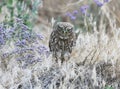 A little owl sitting on ground and eats snake. Royalty Free Stock Photo