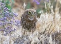 A little owl sitting on ground and eats snake. Royalty Free Stock Photo