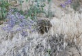 A little owl sitting on ground and eats snake. Royalty Free Stock Photo