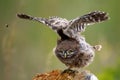 The little owl is sitting on a rock and spreads its wings Royalty Free Stock Photo