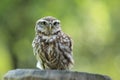 Little owl Royalty Free Stock Photo