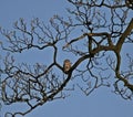 Little Owl sitting in tree