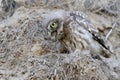 The little owl spits out the remains of food. Royalty Free Stock Photo