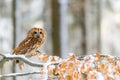 Little tawny owl Strix aluco sitting on a tree branch covered with snow Royalty Free Stock Photo