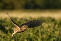 Little owl taking off Royalty Free Stock Photo