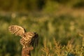 Little owl taking off Royalty Free Stock Photo