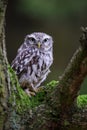 Little owl on tree branch Royalty Free Stock Photo