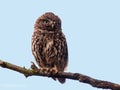 Little Owl in a tree Royalty Free Stock Photo