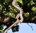 Little owl in a tree Royalty Free Stock Photo