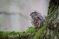 Little owl with on tree with moss Royalty Free Stock Photo