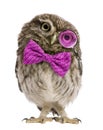 Little Owl wearing magnifying glass and a bow tie Royalty Free Stock Photo