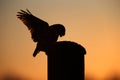Little owl on a wooden pole silhouetted against an orange sky at sunset