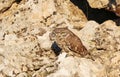 Little Owl (Athene noctua)