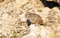 Little Owl (Athene noctua)