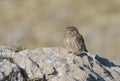 Little Owl (Athene noctua)