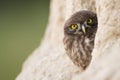 Little Owl Royalty Free Stock Photo