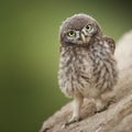 Little owl