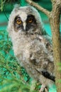 The little Owlet is sitting on a branch and