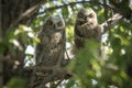 2 Little Owlets Royalty Free Stock Photo