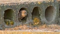 Little owls nested in a concrete floor slab