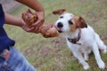 LITTLE OWNER GIVING A JACK RUSSELL DOG A BIG BONE