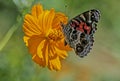 Little Painted Lady Butterfly feeding on an orange Zinnia. Royalty Free Stock Photo