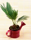 Little Palm Chrysalidocarpus Areca Royalty Free Stock Photo