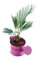 Little Palm Chrysalidocarpus Areca Royalty Free Stock Photo