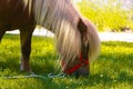 Little palomino pony horse with white mane grazes on the lawn and eats green grass Royalty Free Stock Photo