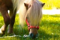 Little palomino pony horse with white mane grazes on the lawn and eats green grass Royalty Free Stock Photo