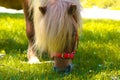 Little palomino pony horse with white mane grazes on the lawn and eats green grass Royalty Free Stock Photo