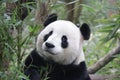 Little Panda Cub is Chilling Out , China